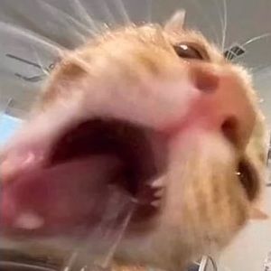 Meet your Posher, Hailey